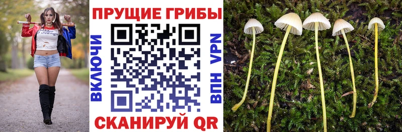 где продают   мега tor  Псилоцибиновые грибы Psilocybine cubensis  Кимры 